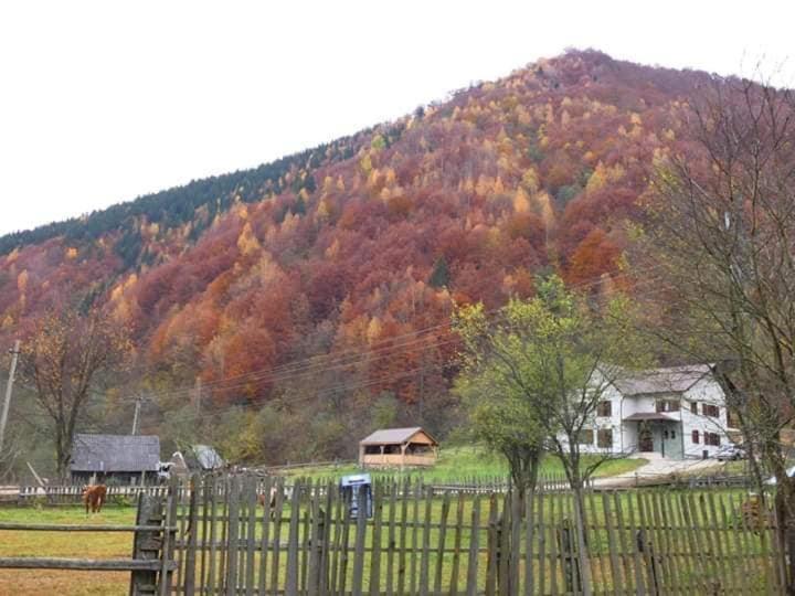 Pensiunea Valea Pinului Rau Sadului Exterior foto