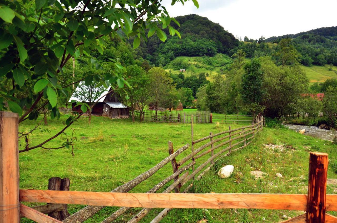 Pensiunea Valea Pinului Rau Sadului Exterior foto